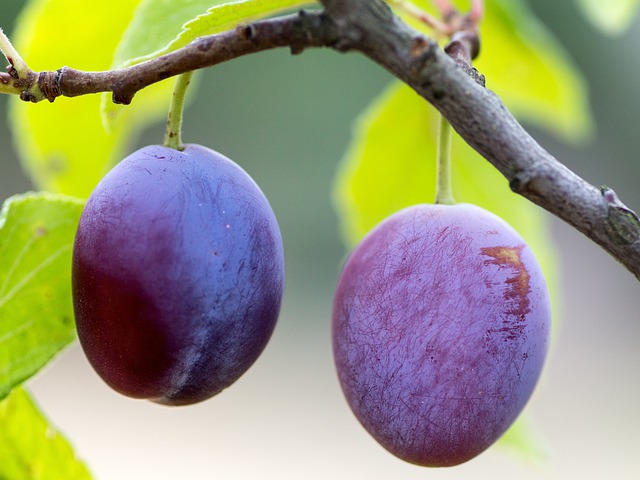 ovoce švestky
